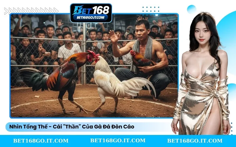Nhìn Tổng Thể - Cái Thần Của Gà Đá Đòn Cáo