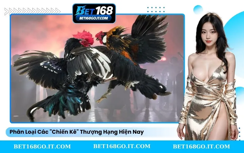 Phân Loại Các Chiến Kê Thượng Hạng Hiện Nay